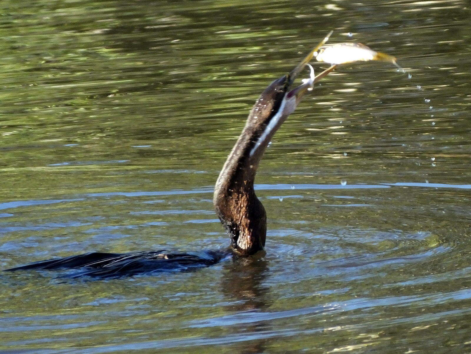 Image of Anhinga rufa rufa (Daudin 1802)