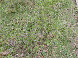 Image of Texan hogplum