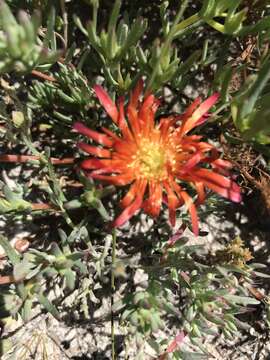 Image of Lampranthus glaucoides (Haw.) N. E. Br.