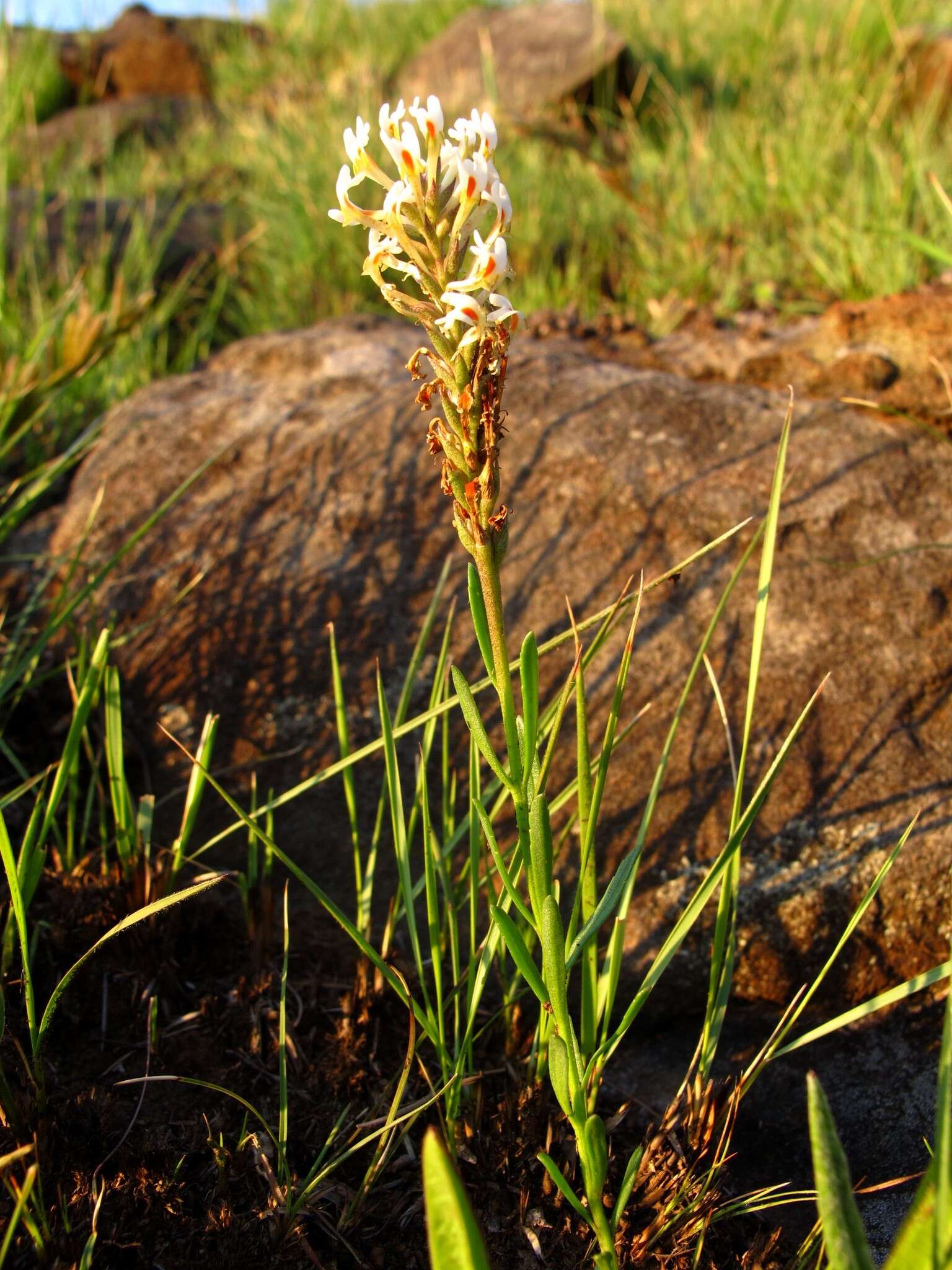 Sivun Hebenstretia comosa Hochst. kuva