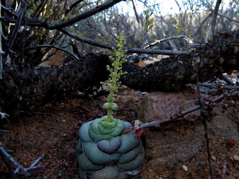 Crassula hemisphaerica Thunb. resmi