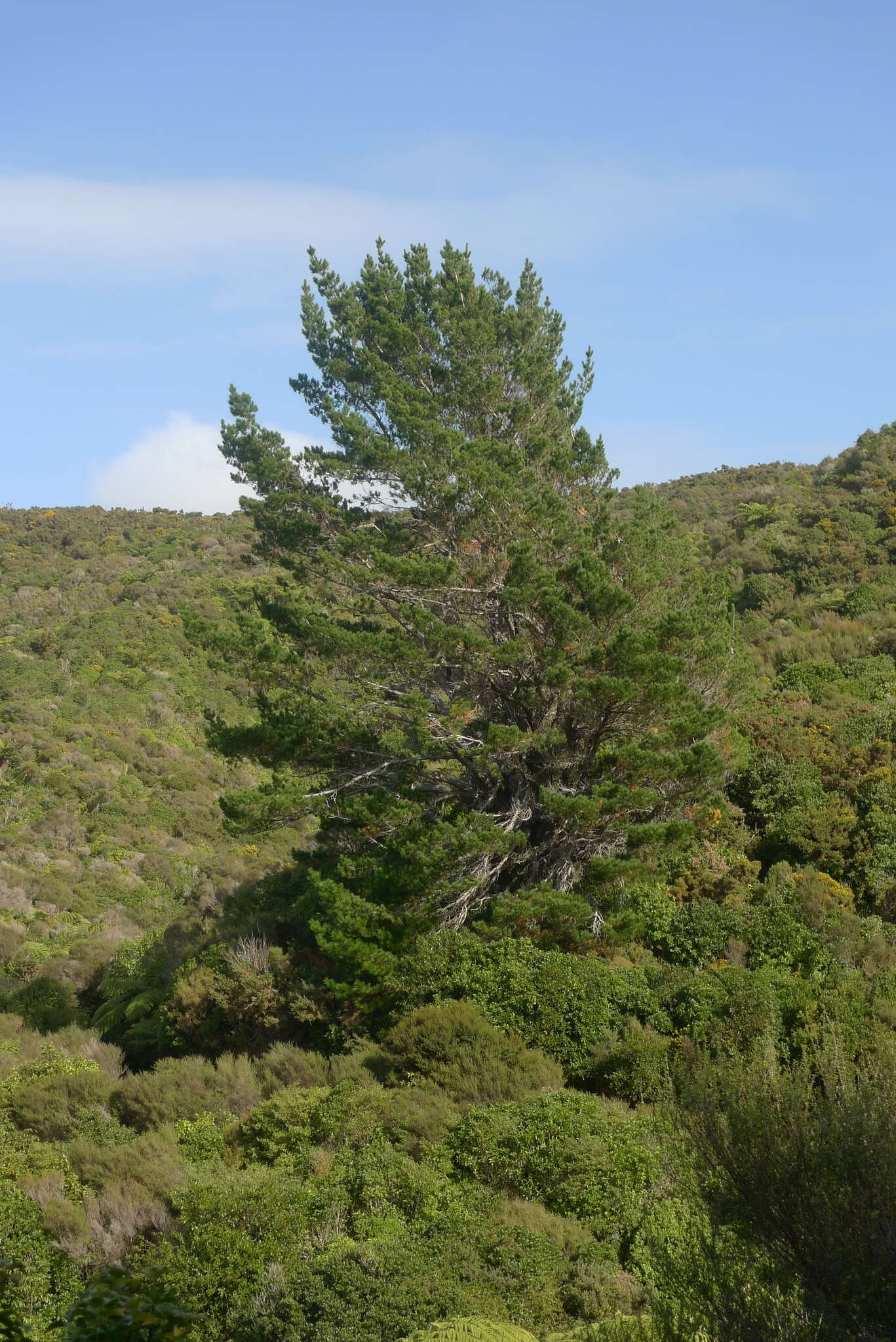 Plancia ëd Pinus radiata D. Don