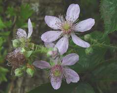 Image of <i>Rubus obesifolius</i>