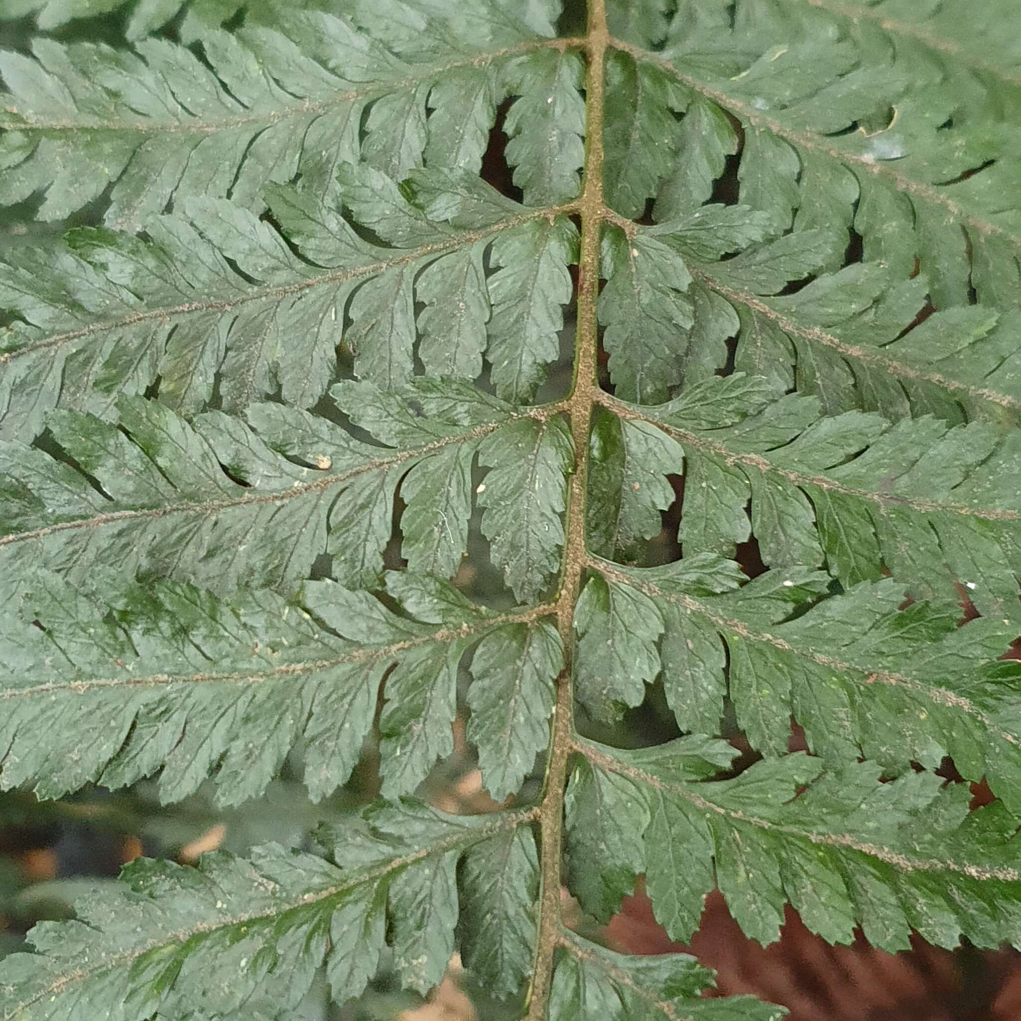 Imagem de Parapolystichum acuminatum (Houlston) Labiak, Sundue & R. C. Moran