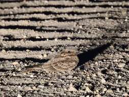 Image of Red-necked Nightjar