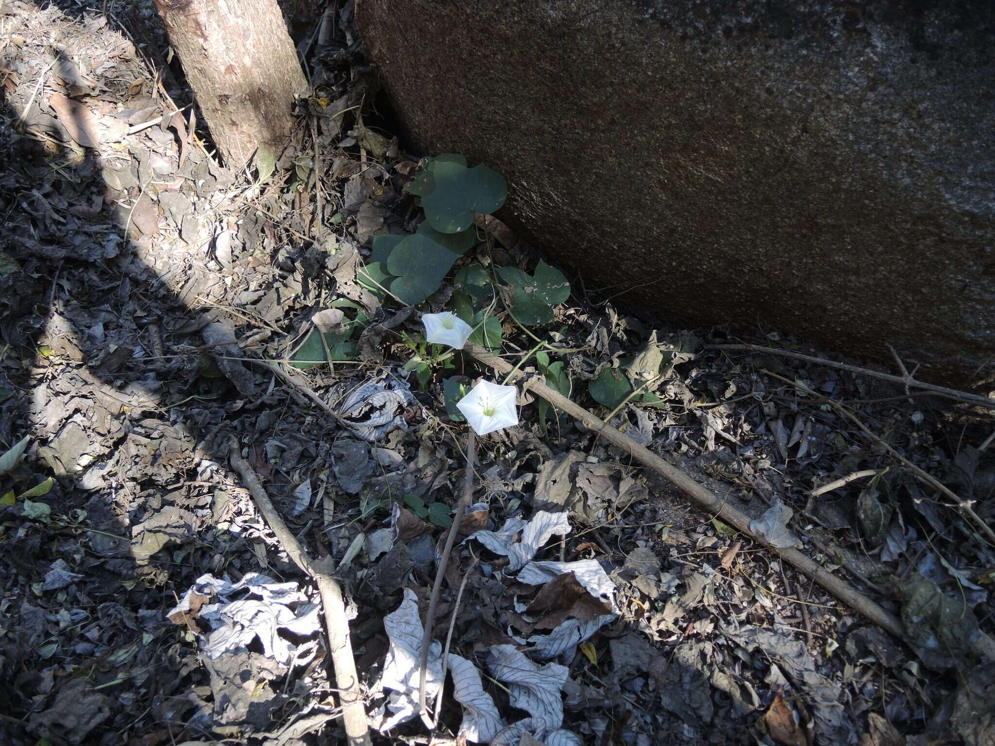 Plancia ëd Ipomoea ampullacea Fern.