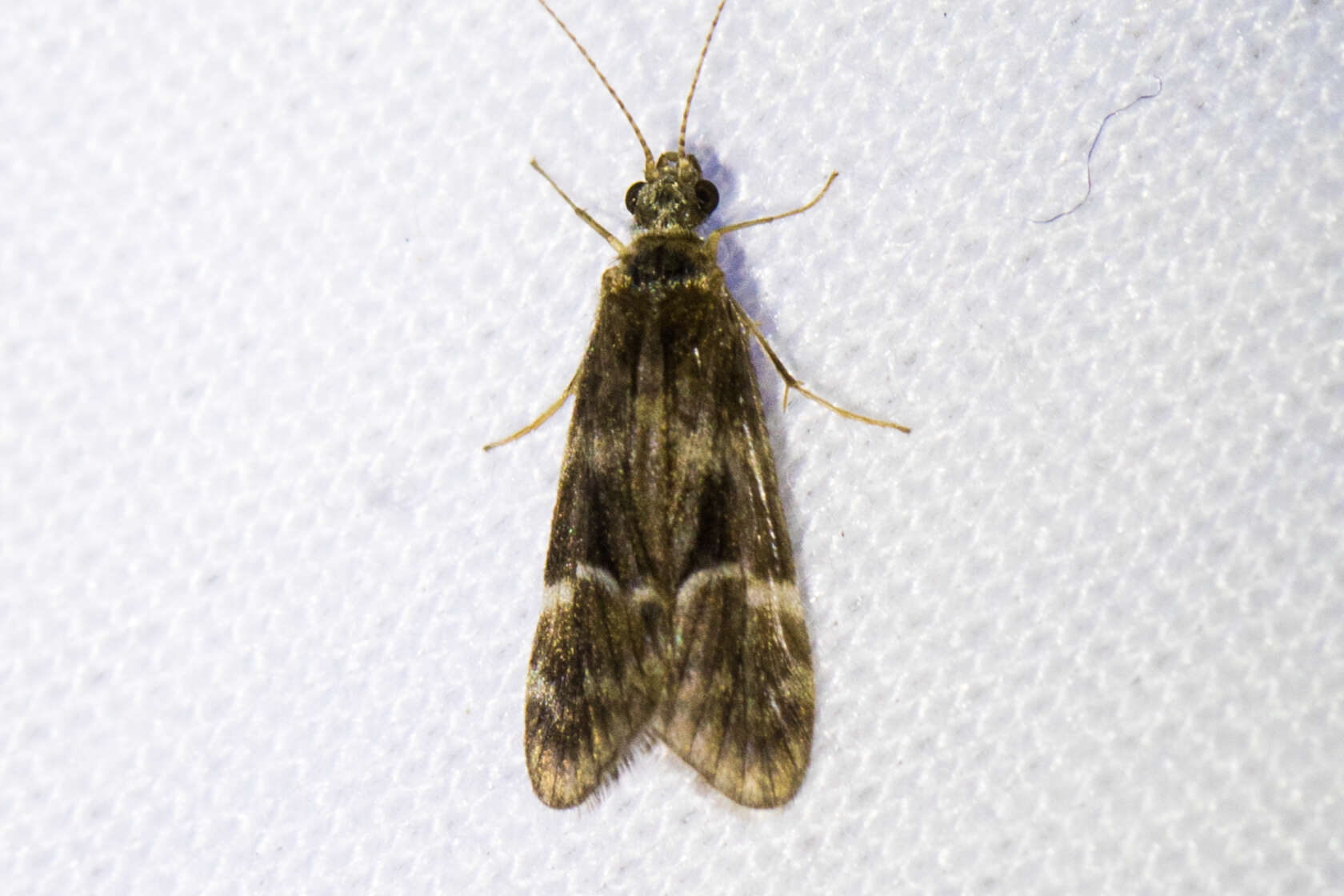 Smicridea (Smicridea) fasciatella McLachlan 1871 resmi