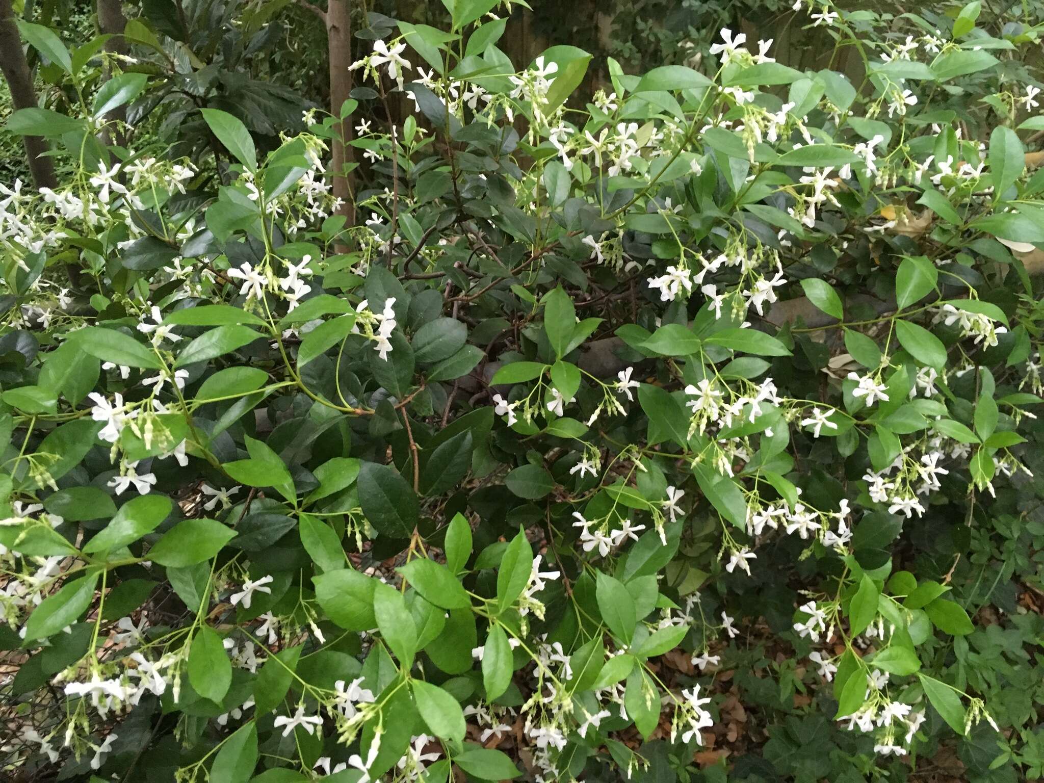 Plancia ëd Trachelospermum jasminoides (Lindl.) Lem.