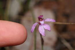 Image of Caladenia nana subsp. nana