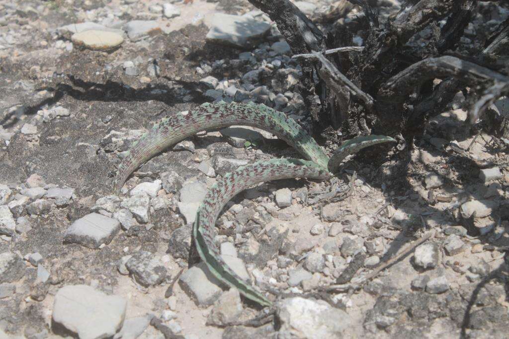 Plancia ëd Agave brunnea S. Watson