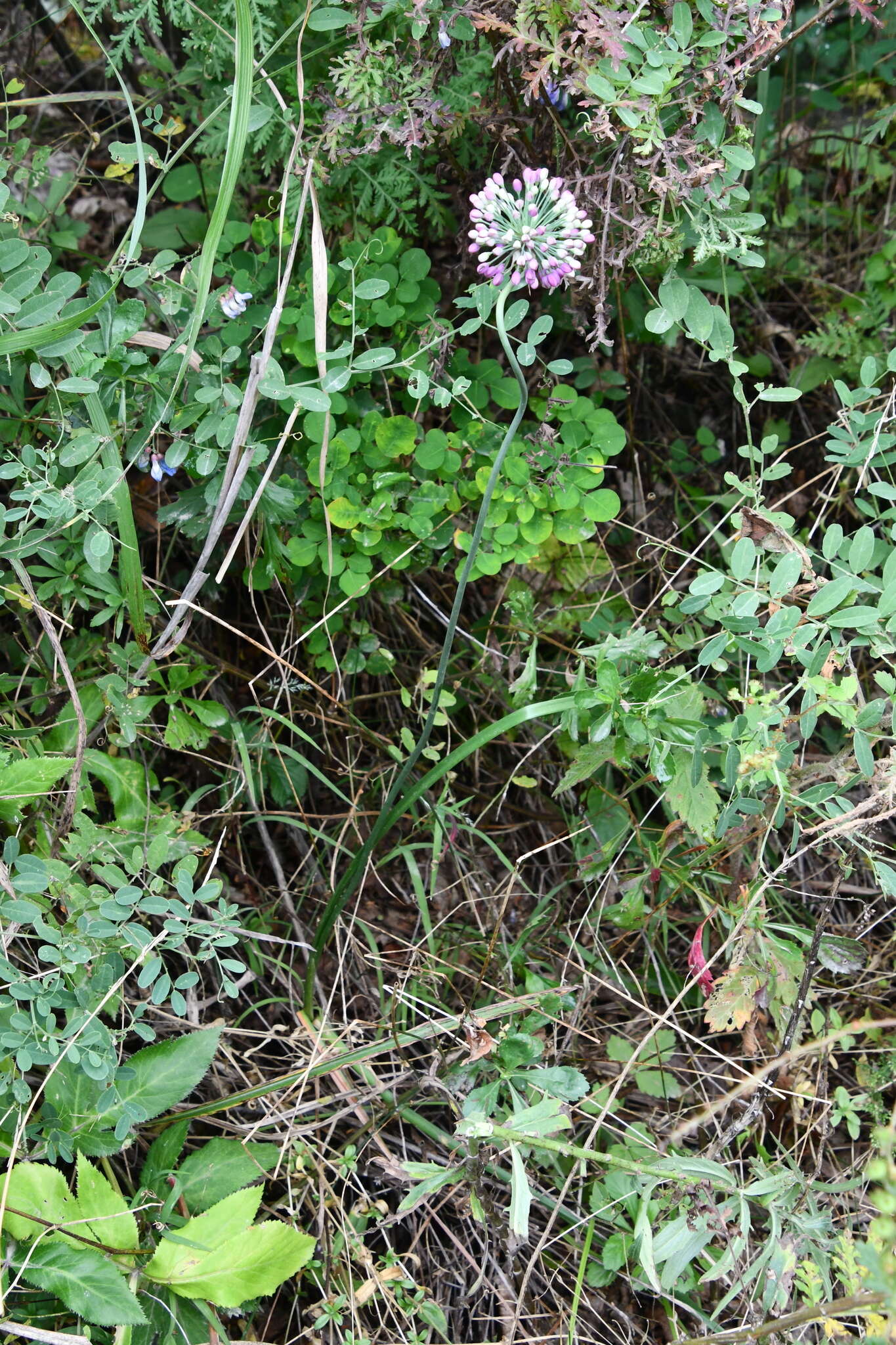 Image of Allium sacculiferum Maxim.