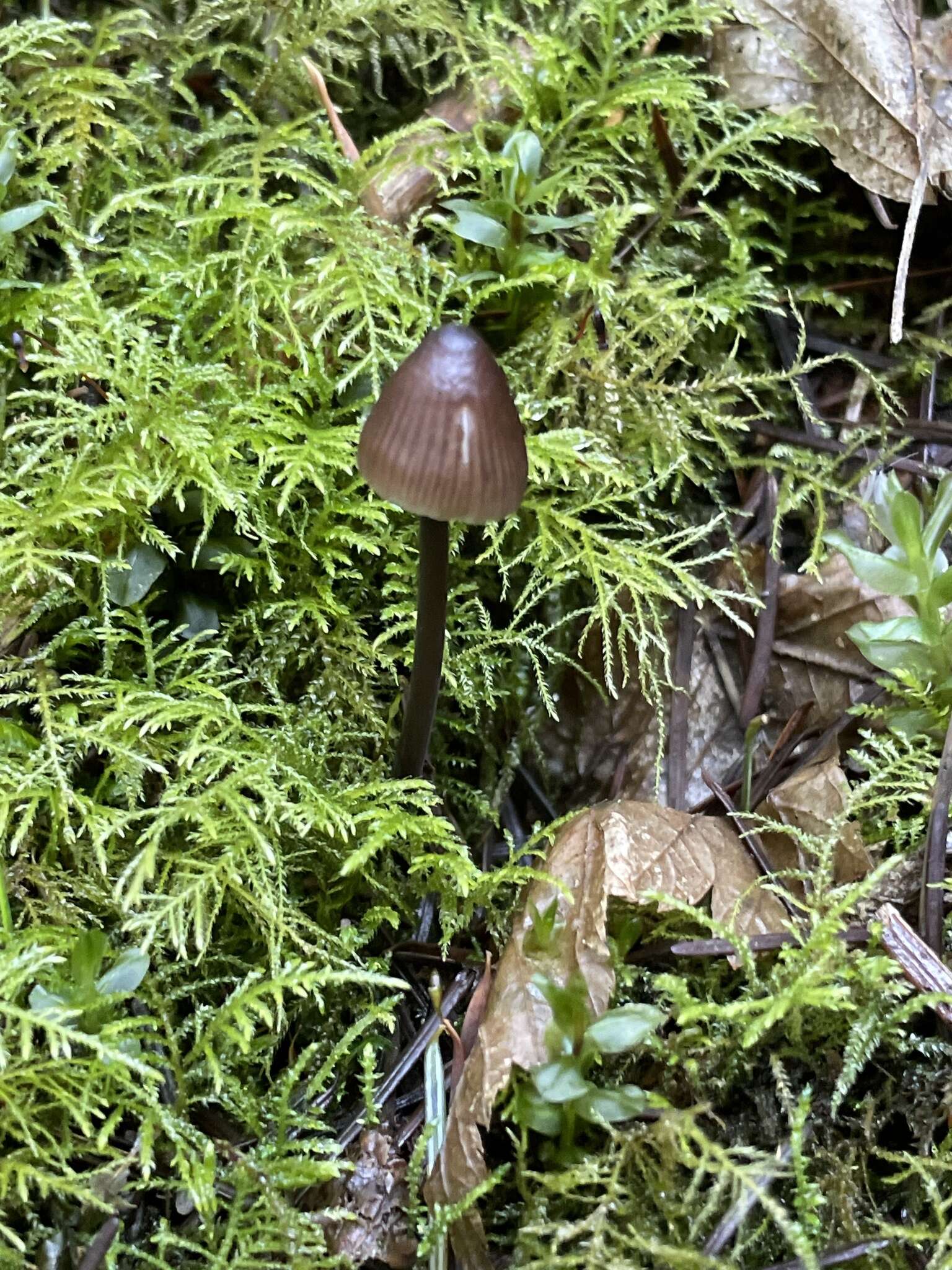 Image of Mycena silvae-nigrae Maas Geest. & Schwöbel 1987