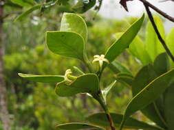 Image of Cyclophyllum fragrans (Schltr. & K. Krause) Mouly