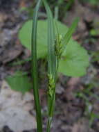 Imagem de Carex amphibola Steud.