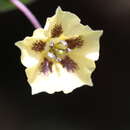 Image of Physalis volubilis Waterf.