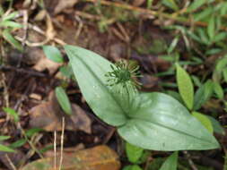 Image of Malaxis crispifolia (Rchb. fil.) Kuntze