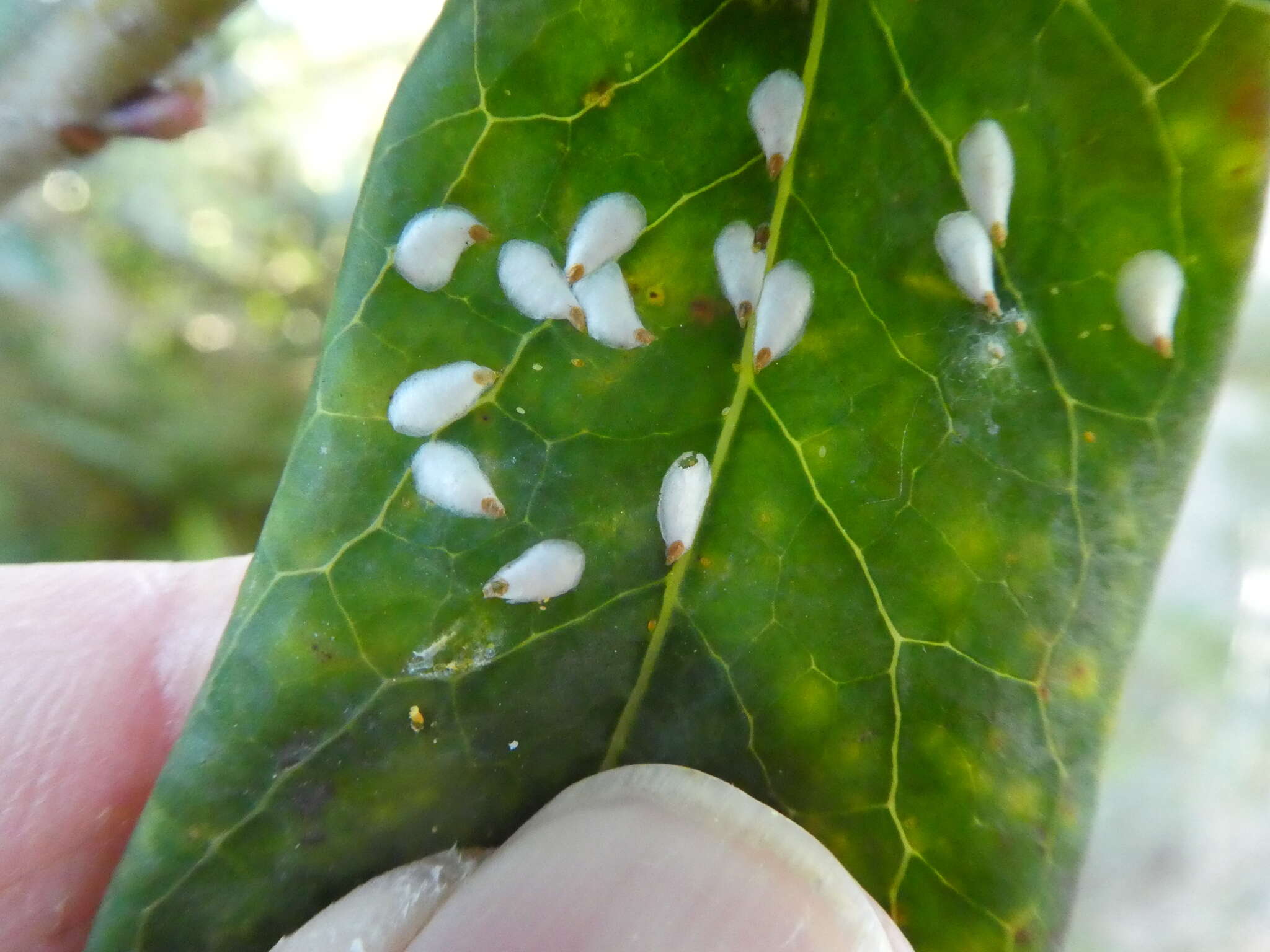 Plancia ëd Pseudaulacaspis brimblecombei Williams 1973