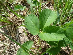 Image de Fragaria ×ananassa