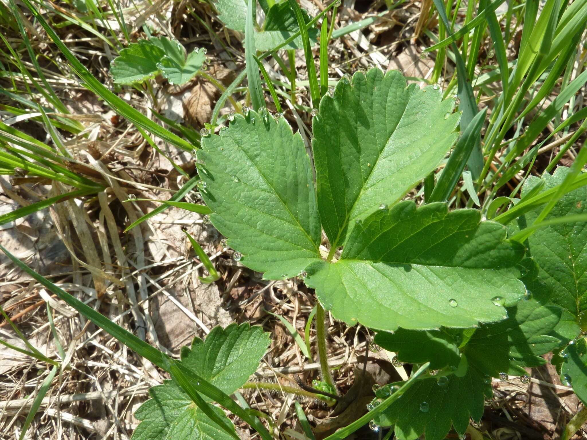 Image of Garden strawberry