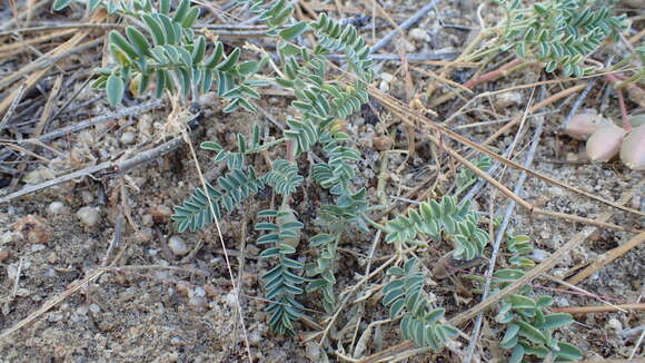 Image of Astragalus circumdatus Greene