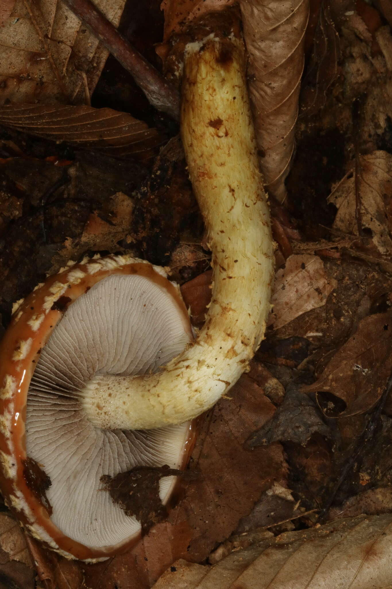 Image of Hemistropharia