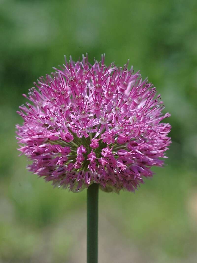 Image of Allium fetisowii Regel
