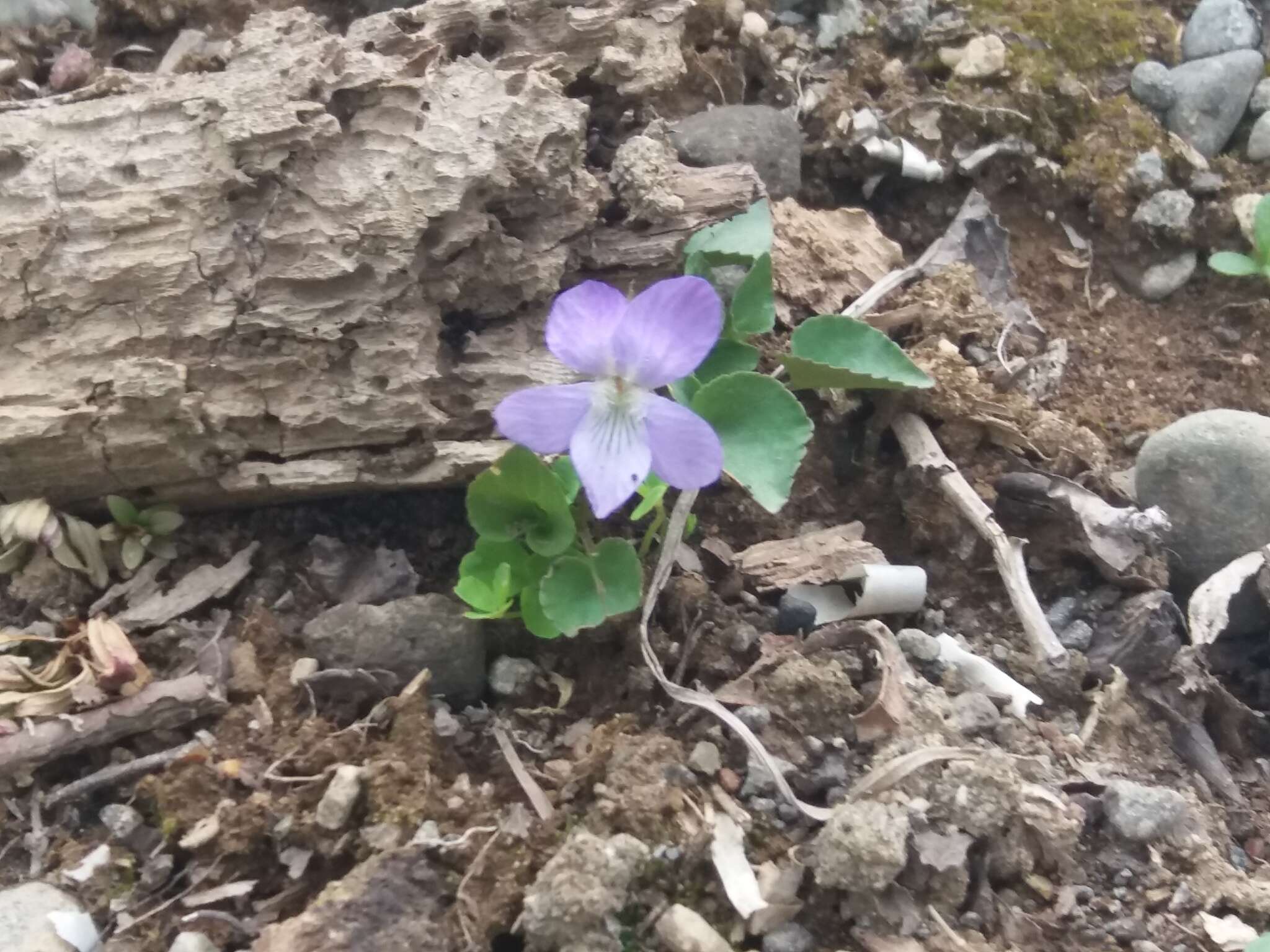 Image of Viola sacchalinensis H. Boiss.