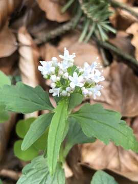 Image of <i>Valeriana tripteris</i>