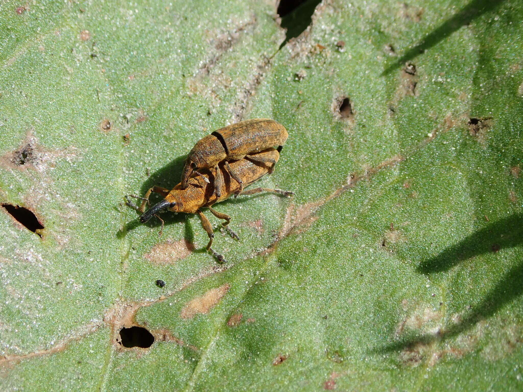 Слика од Lixus bardanae (Fabricius & J. C. 1787)