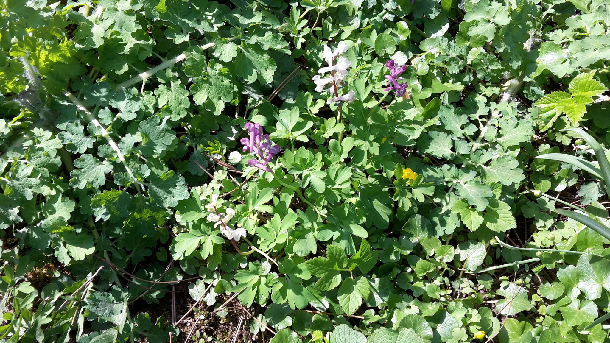 Слика од Corydalis cava (L.) Schweigger & Koerte