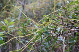 Image of tall dodder