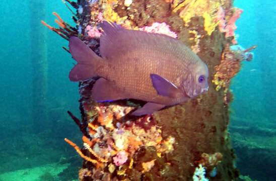 Image of Western scalyfin