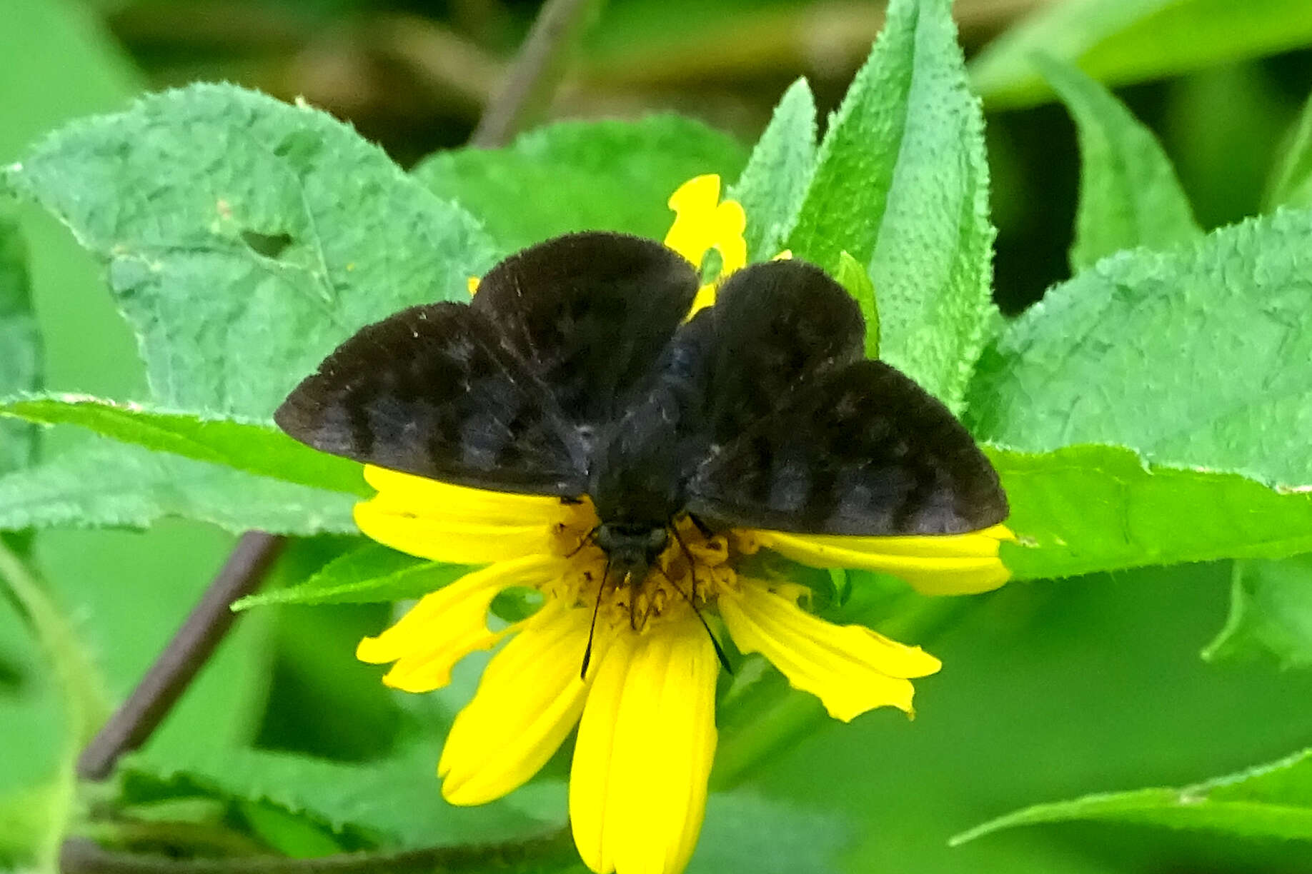 Слика од Pellicia dimidiata Herrich-Schäffer 1870