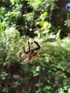 Image of Jumping spider