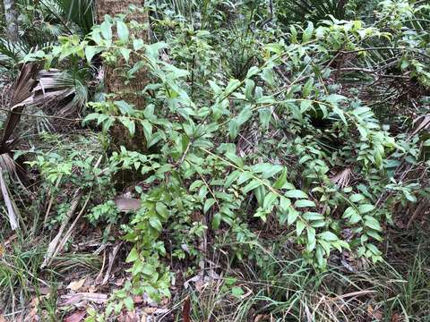 Image of Florida hobblebush