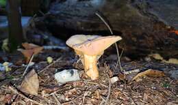 Sivun Lactarius salmonicolor R. Heim & Leclair 1953 kuva