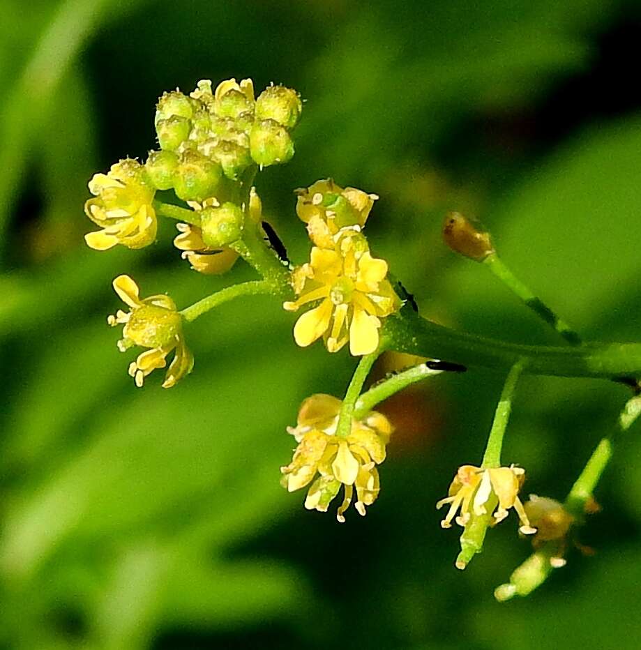 Rorippa palustris subsp. hispida (Desv.) Jonsell的圖片