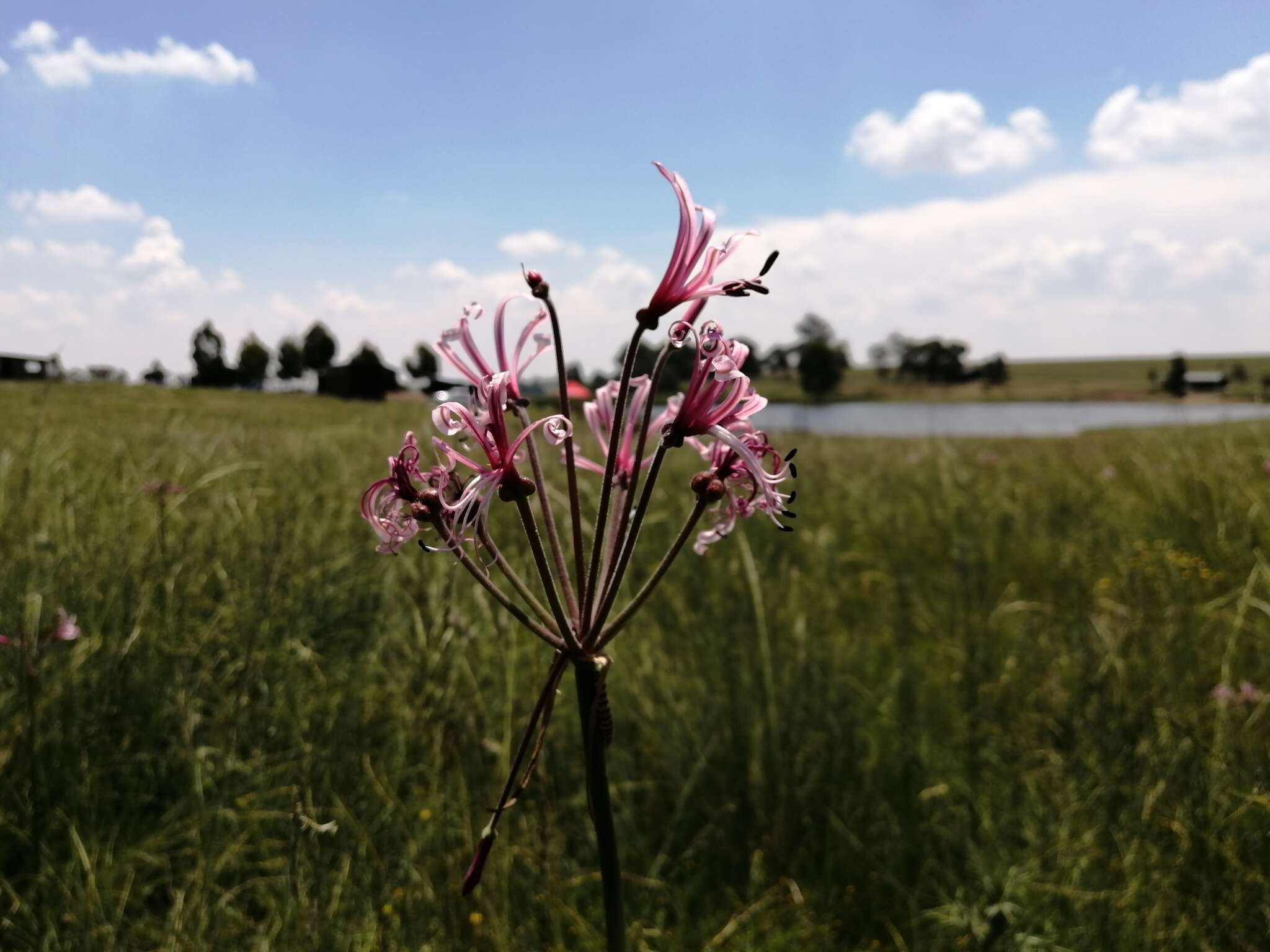 Image of Nerine angustifolia (Baker) W. Watson