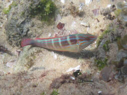Image of Spot-tail wrasse
