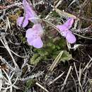 Image of Pedicularis sylvatica subsp. hibernica D. A. Webb