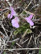 Image of Pedicularis sylvatica subsp. hibernica D. A. Webb