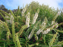 Image de Veronica salicifolia G. Forster