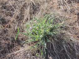 Image of Tragopogon marginifolius Pawl.