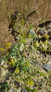 Image of Isatis tinctoria L.