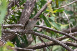 صورة Ramsayornis Mathews 1912