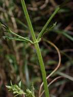 Image of Teucrium corymbosum R. Br.