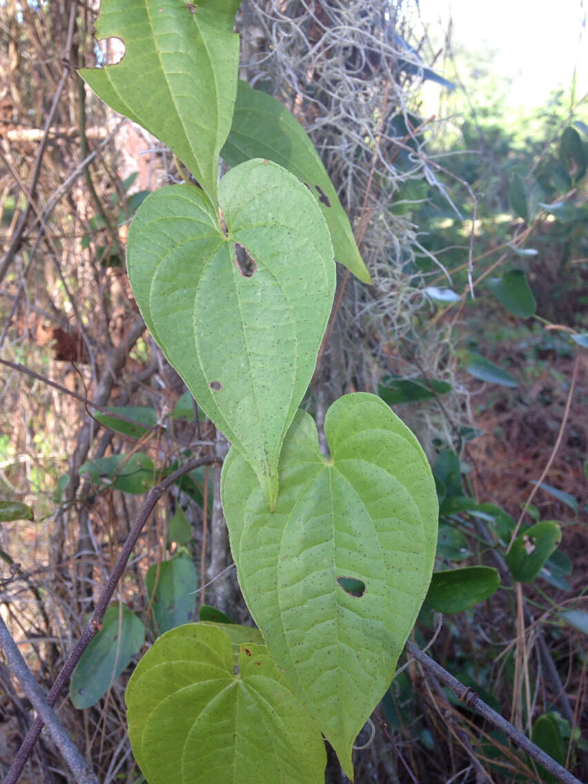 Слика од Dioscorea bulbifera L.