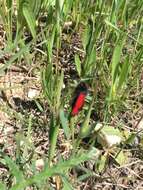 Image of Zygaena purpuralis Brünnich 1763