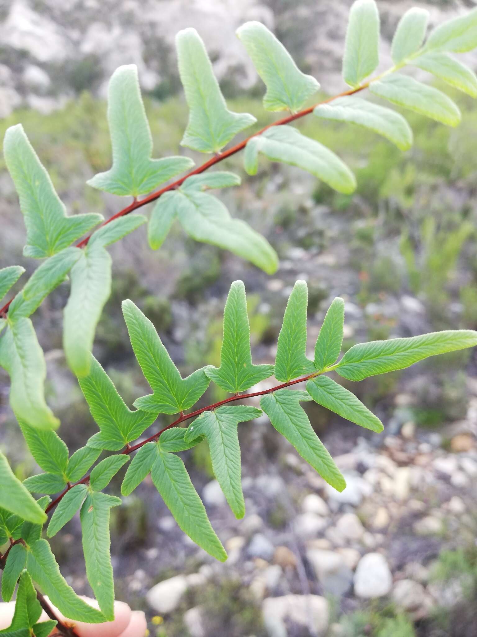 Image of Oeosporangium