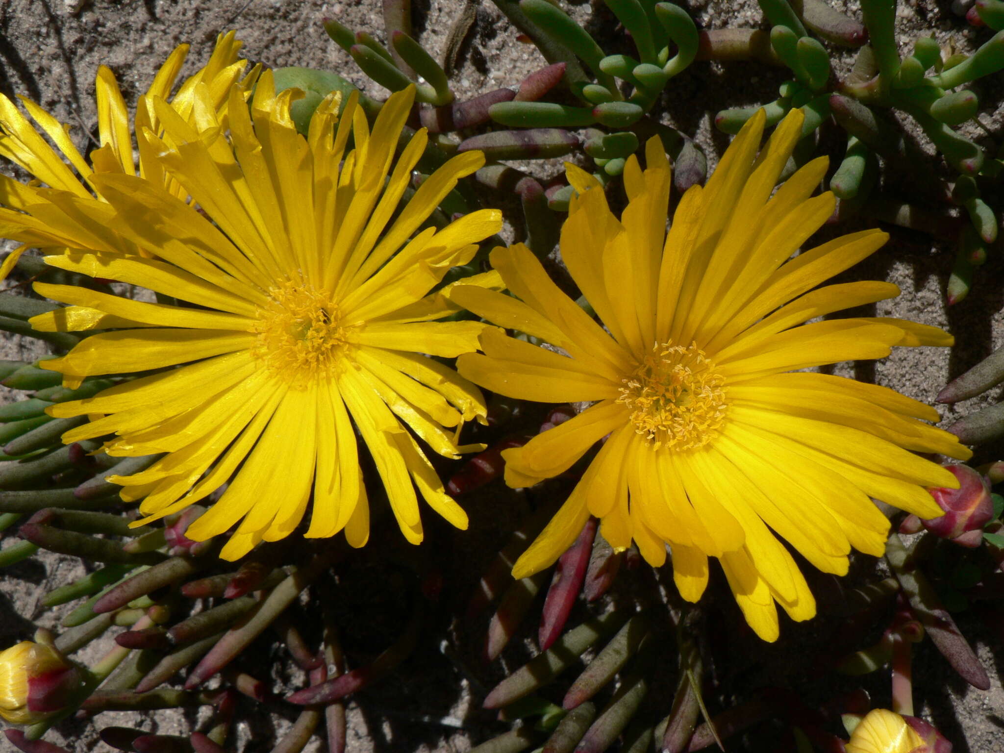 Image of Jordaaniella dubia (Haw.) H. E. K. Hartm.